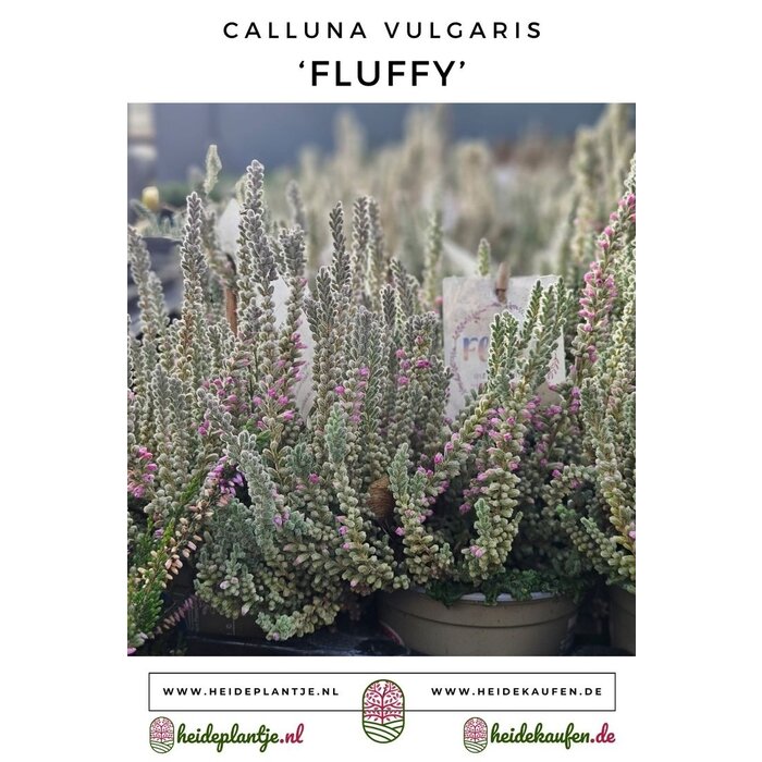 Besenheide| Calluna vulgaris 'Fluffy' P6