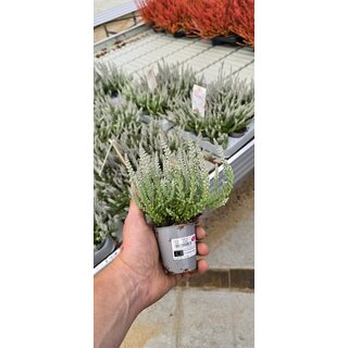 Besenheide | Calluna vulgaris 'Fluffy' P6