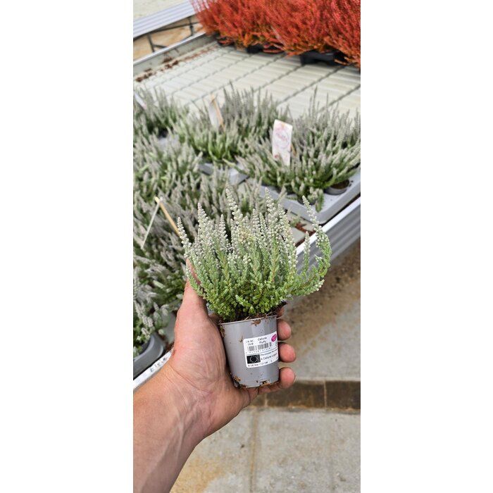 Besenheide| Calluna vulgaris 'Fluffy' P6