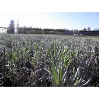 Lavendel | Lavandula intermedia 'Vera', Bio