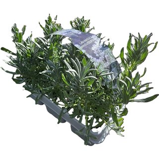 Lavendel | Lavandula angustifolia - Weiß 'Fresh from Nature'