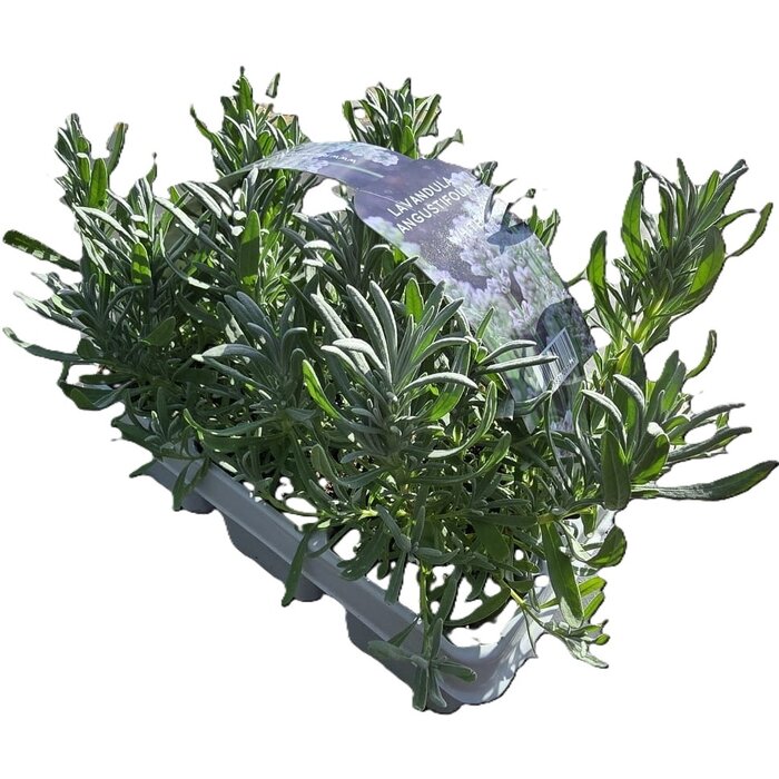 Lavendel | Lavandula angustifolia - Weiß 'Fresh from Nature'