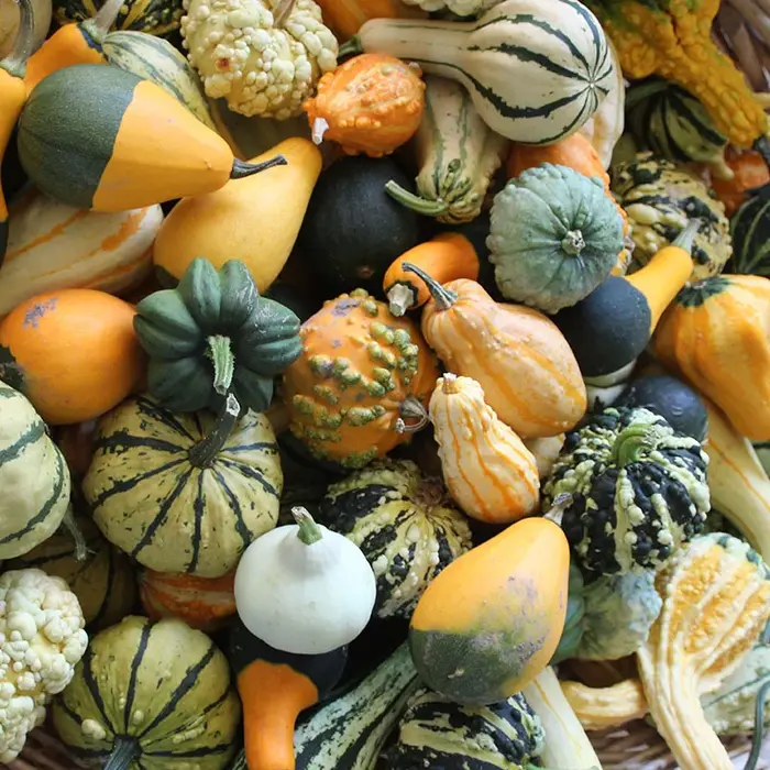 Zierkürbisse Zierkürbisse