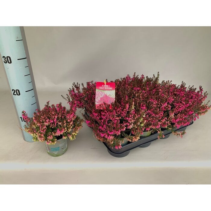 Erica carnea 'Winter Ladies' - rosa weiß Mix P6