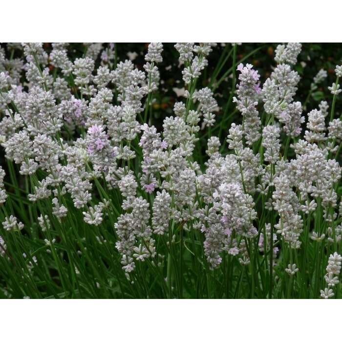 Lavandula angustifolia 'Alba' P9