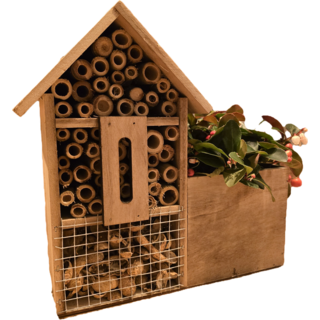 Insektenhotel mit Gaultheria Procumbens 'Big Berry'