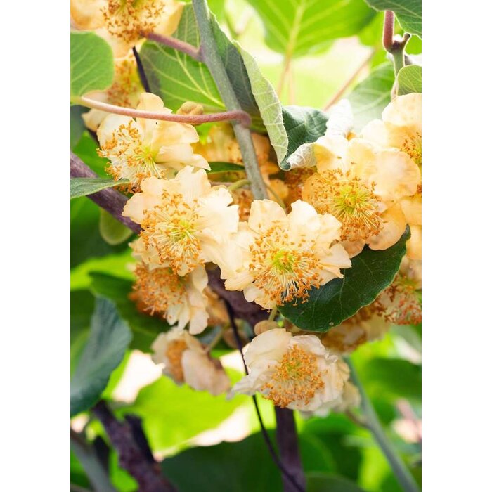 Kiwiplant Actinidia delciosioa ‘Jenny’ selbstbestäubend 2,0L