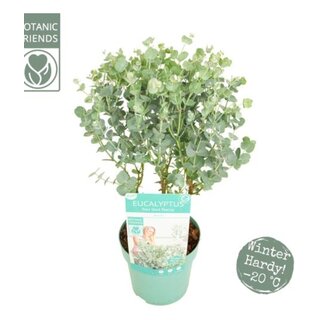 Eukalyptus Eukalyptus gunnii 'Azura' Winterhart