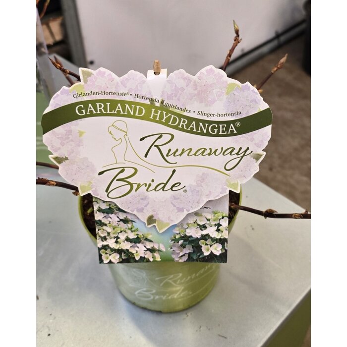 Hortensie Hydrangea hybr. 'Runaway Bride'
