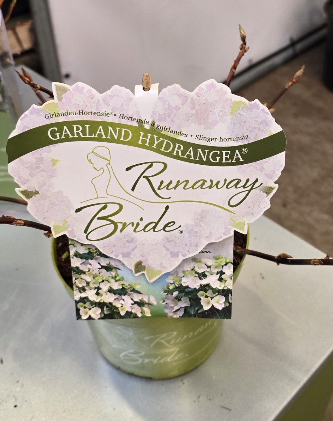 Hortensie Hydrangea hybr. 'Runaway Bride'