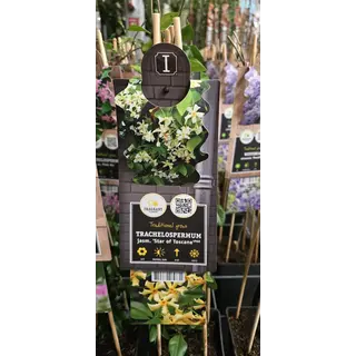 Toskanischer Jasmin Trachelospermum jasminoides 'Star of Toscane' 55cm