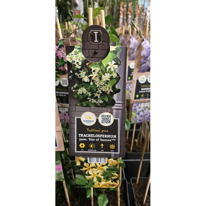 Toskanischer Jasmin Trachelospermum jasminoides 'Star of Toscane' 55cm