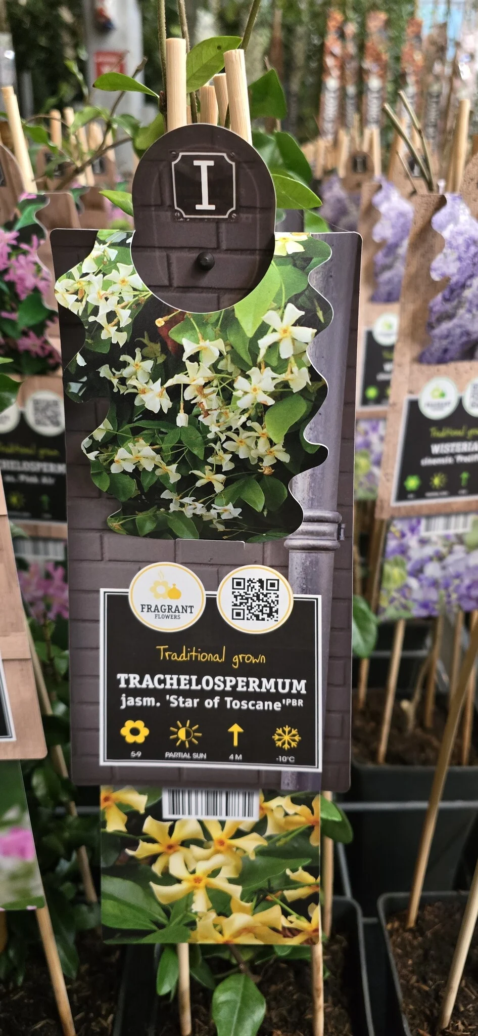 Toskanischer Jasmin Trachelospermum jasminoides 'Star of Toscane' 55cm