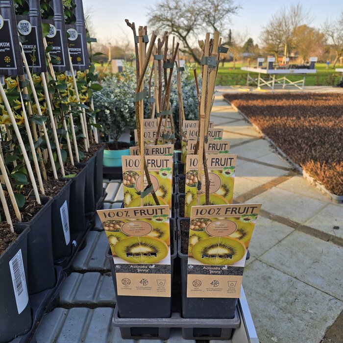 Kiwiplant Actinidia delciosioa ‘Jenny’ selbstbestäubend 2,0L