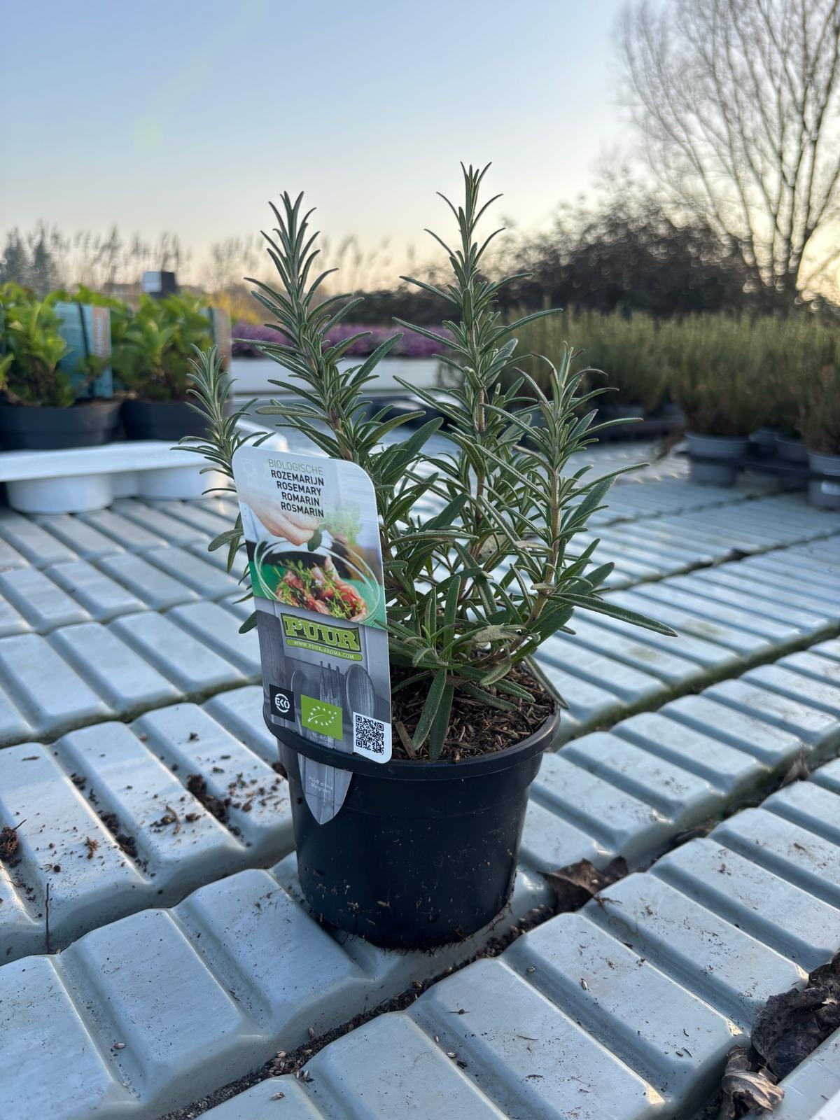 Rosmarin 'Rosmarinus officinalis' biologisch p13