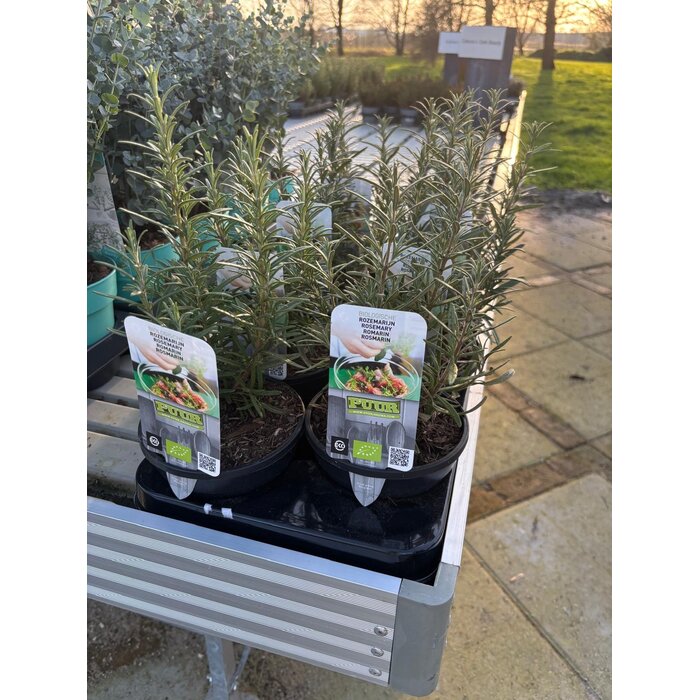 Rosmarin 'Rosmarinus officinalis' biologisch p13