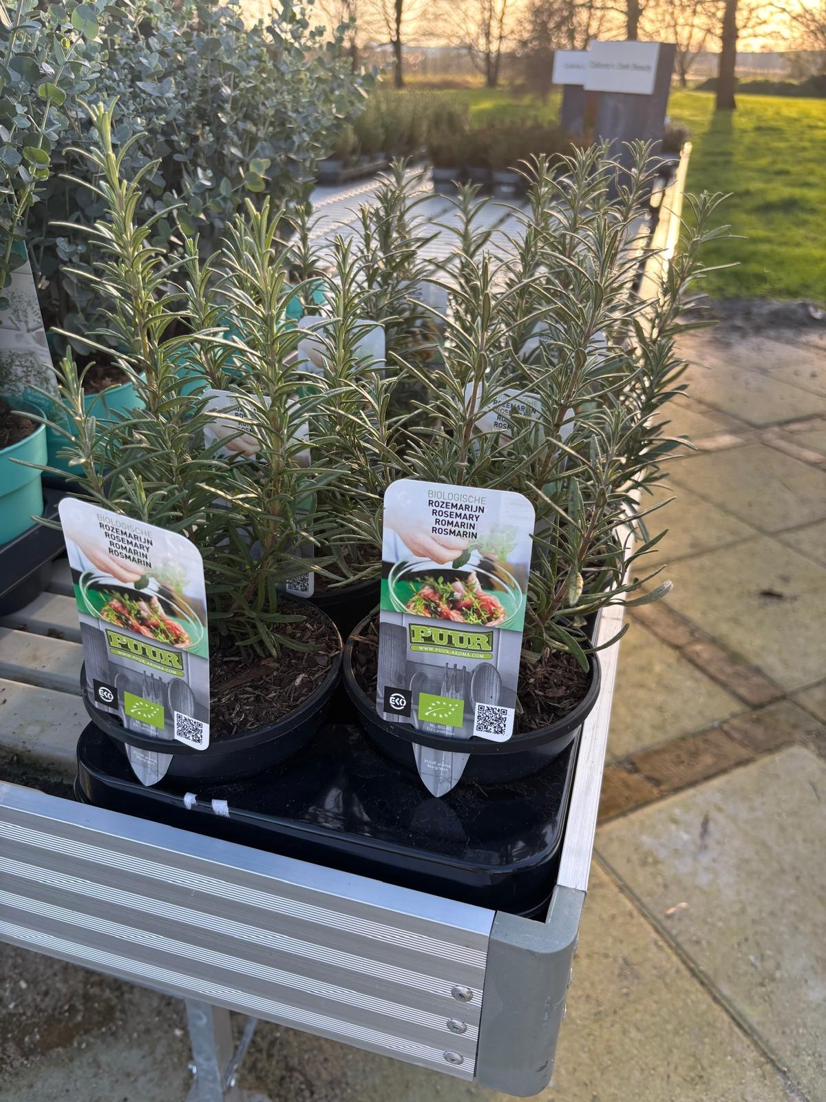 Rosmarin 'Rosmarinus officinalis' biologisch p13