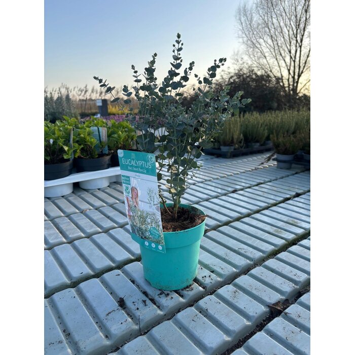 Eukalyptus Eukalyptus gunnii 'Azura' Winterhart