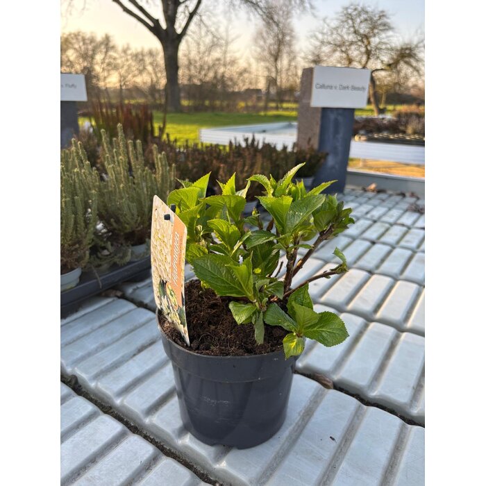 Hortensie Hydrangea hybr. 'Runaway Bride'