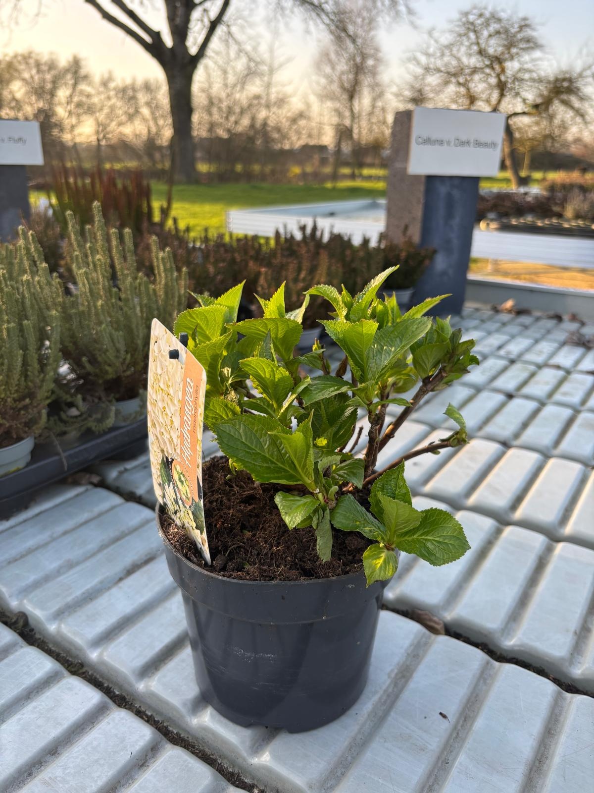 Hortensie Hydrangea hybr. 'Runaway Bride'