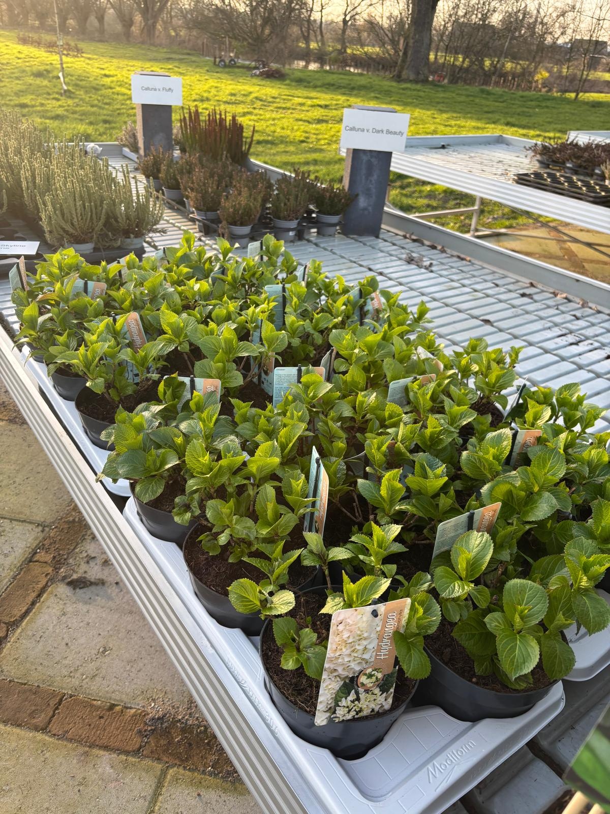 Hortensie Hydrangea hybr. 'Runaway Bride'