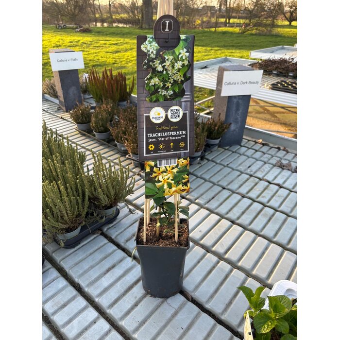 Toskanischer Jasmin Trachelospermum jasminoides 'Star of Toscane' 55cm