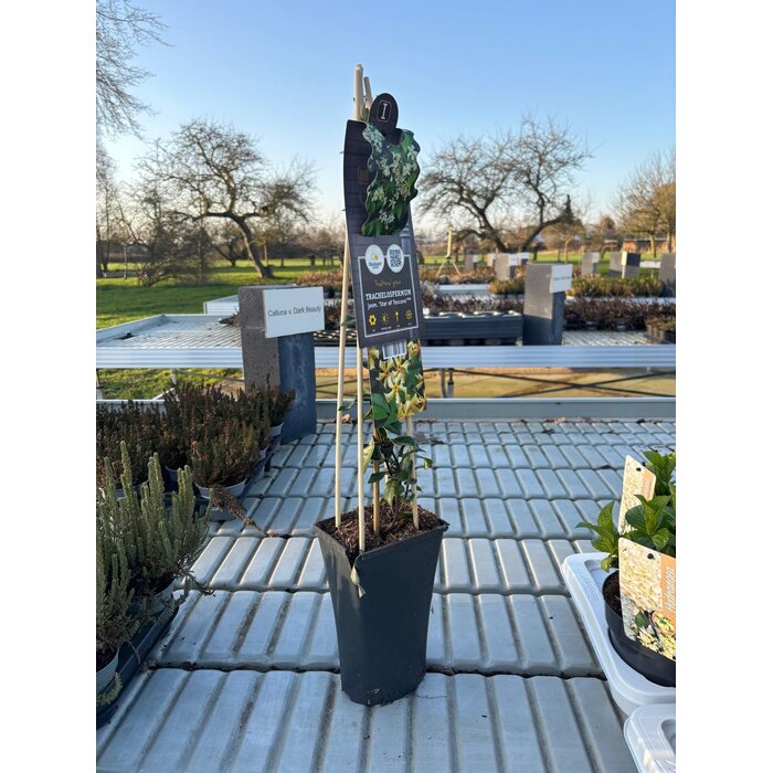 Toskanischer Jasmin Trachelospermum jasminoides 'Star of Toscane' 55cm