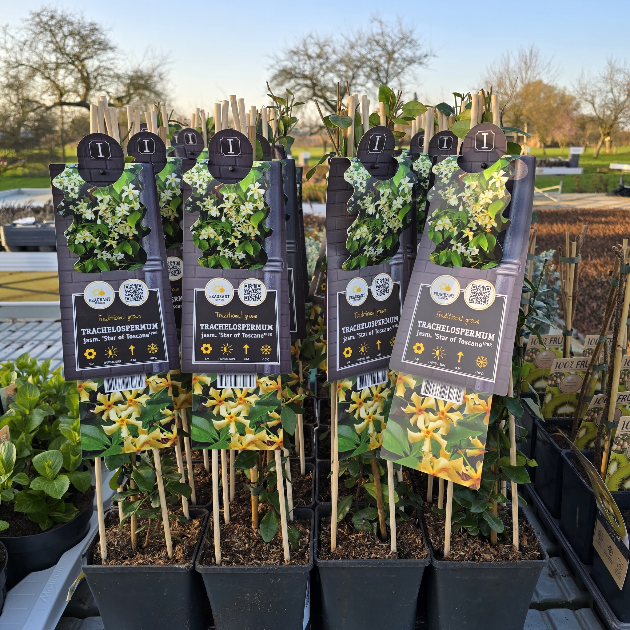 Toskanischer Jasmin Trachelospermum jasminoides 'Star of Toscane' 55cm