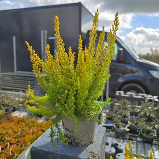 Baumheide | Erica arborea 'Albert's Gold' P10,5