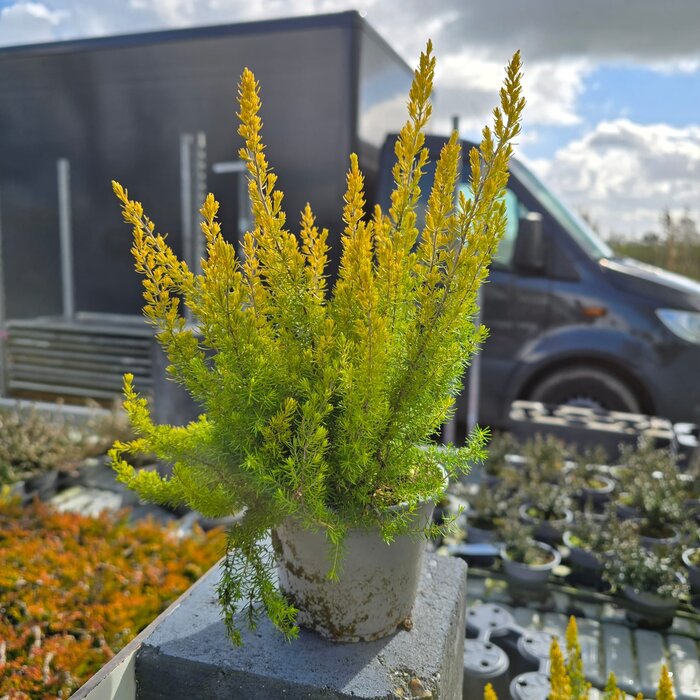Baumheide | Erica arborea 'Albert's Gold' P10,5