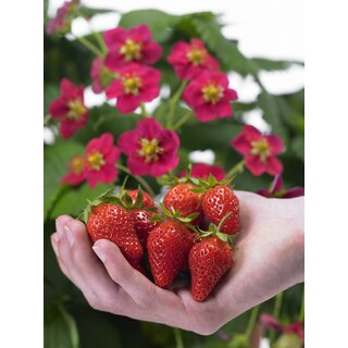 Erdbeere Aroma 'Elan' P11