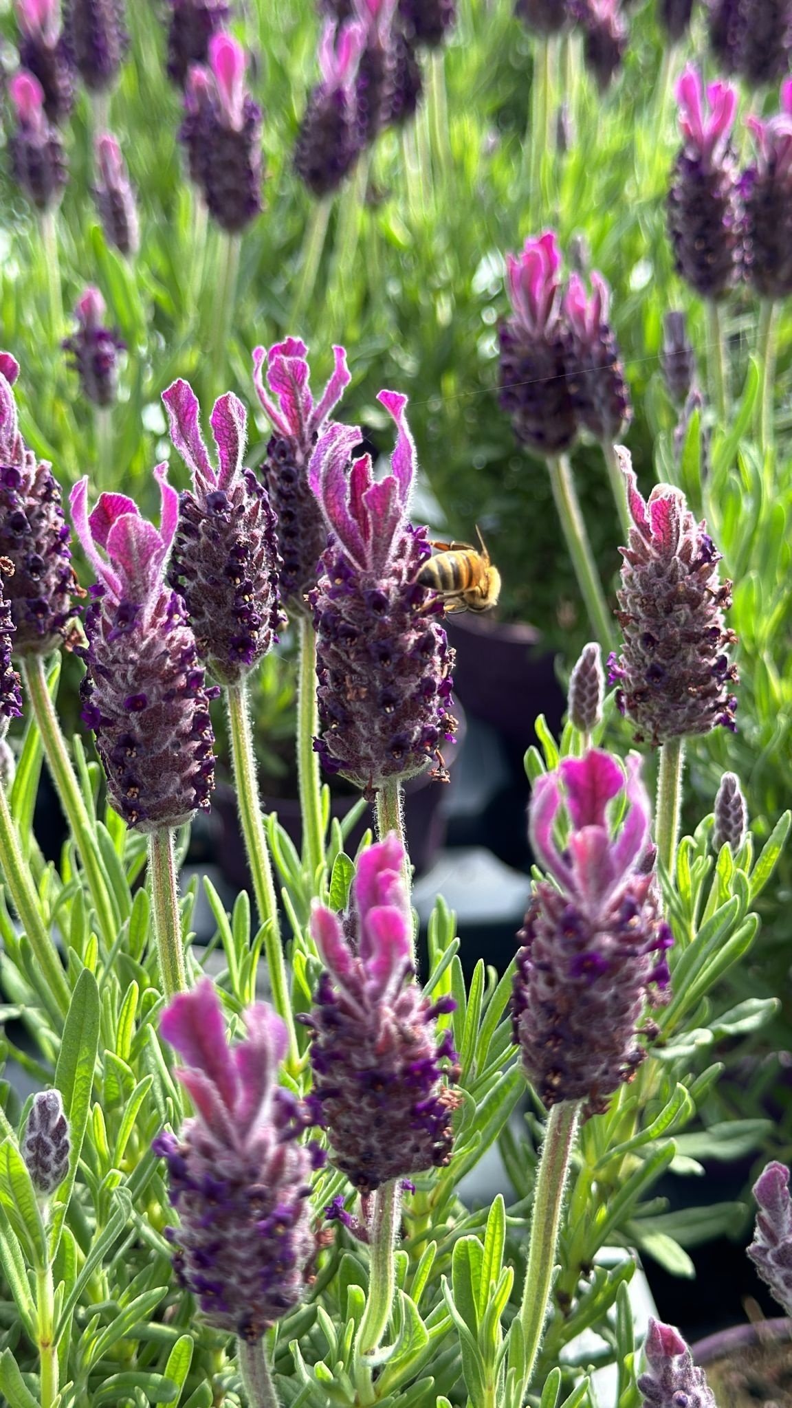 Stammlavendel | Stoechas Anouk P12