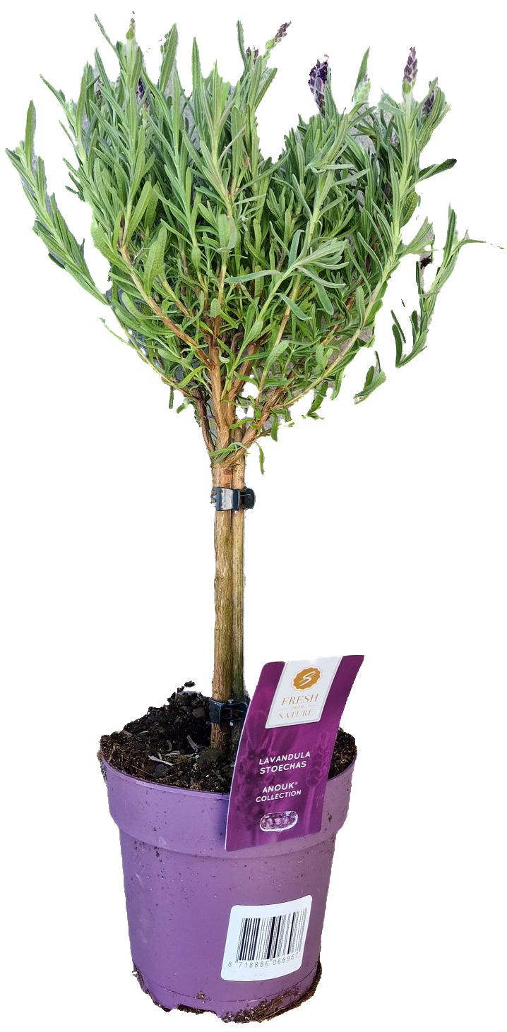 Stammlavendel | Stoechas Anouk P12