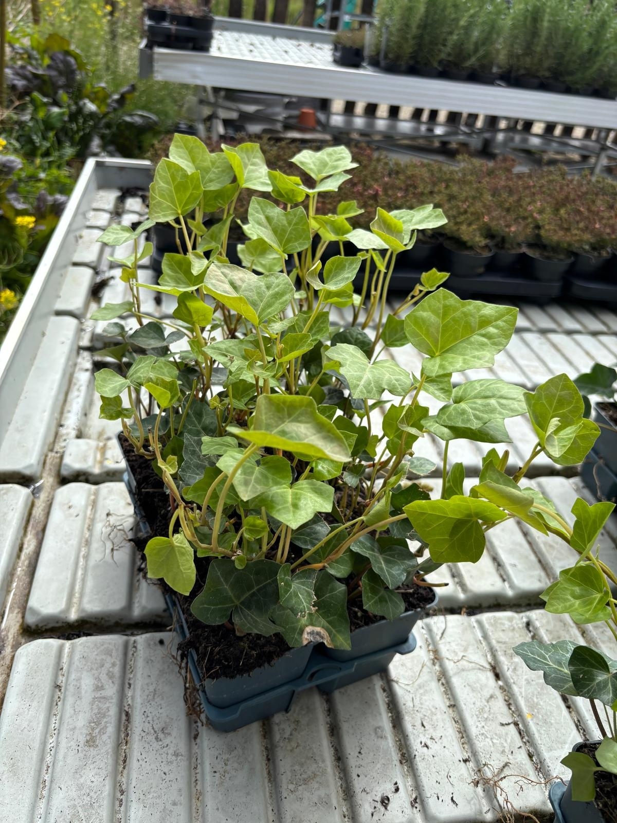 Hedera hibernica p9 Efeu