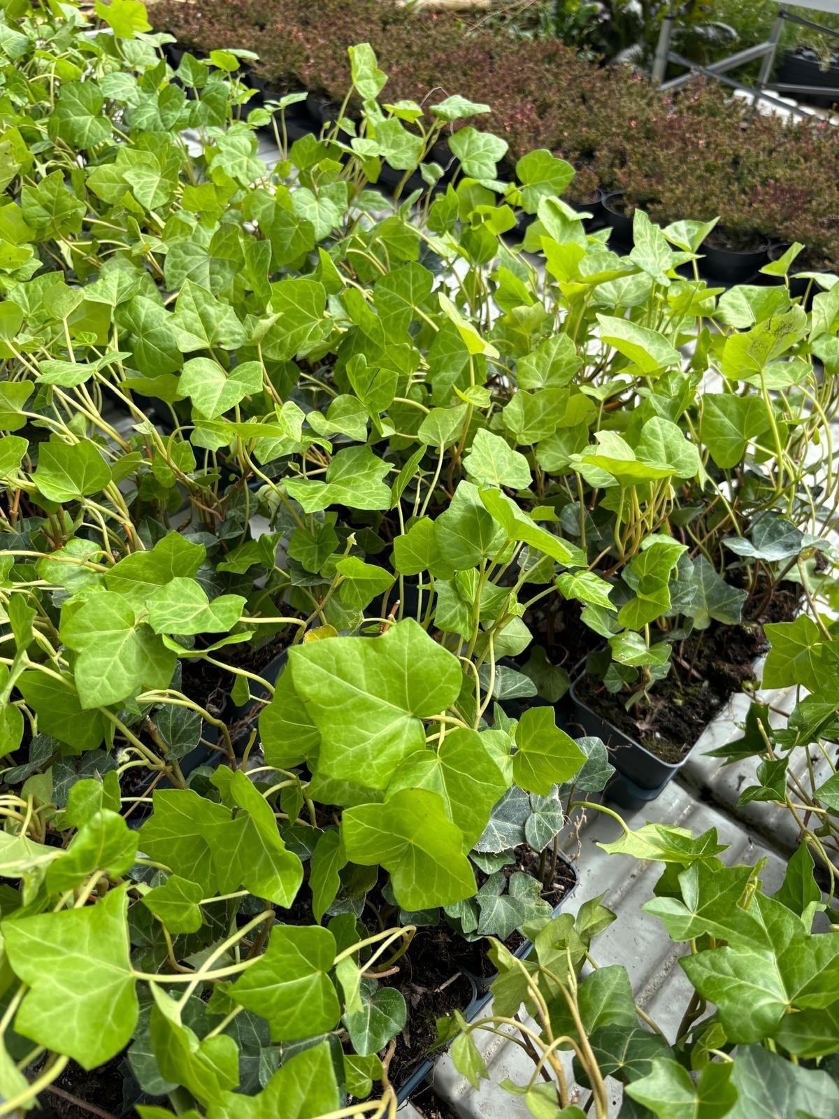 Hedera hibernica p9 Efeu