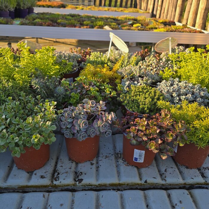 Sedum hyb. Symphonie Mix P11