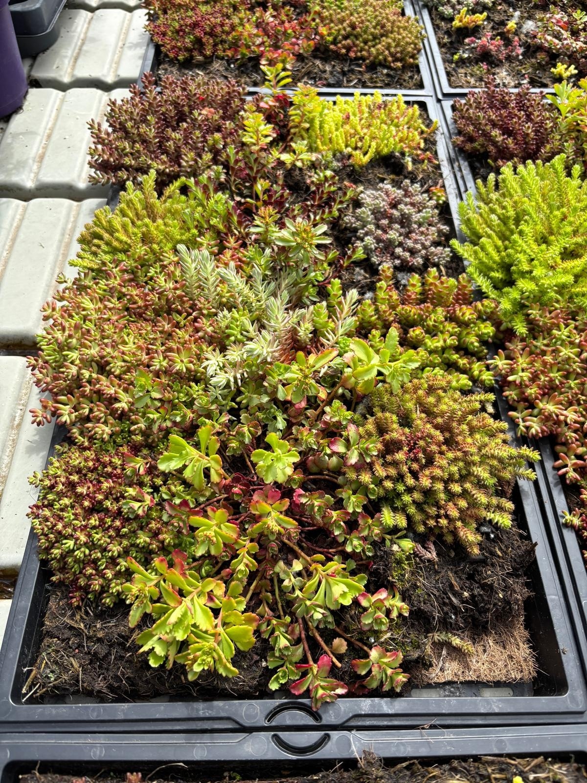 Sedummat Easygreen 50x30cm
