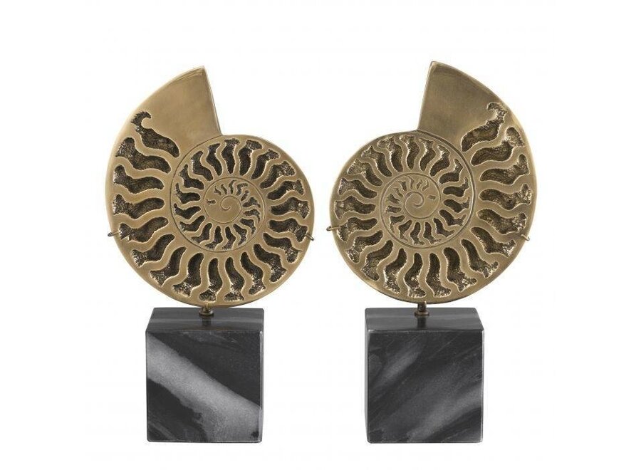 Object Ammonite set of 2