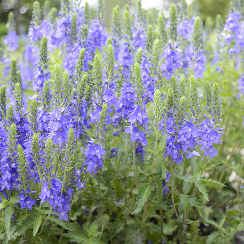 Lavendel nach Farben