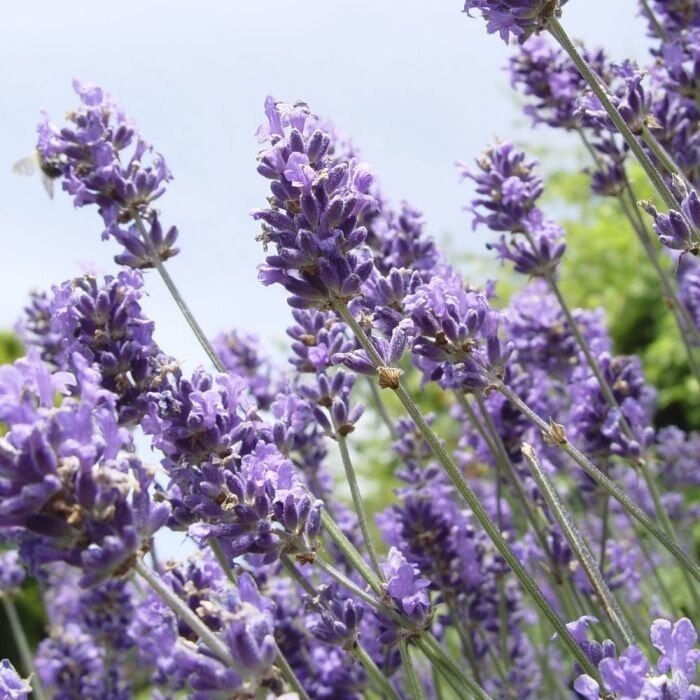 Lavendel | Lavandula angustifolia 'Hidcote Blue' P9