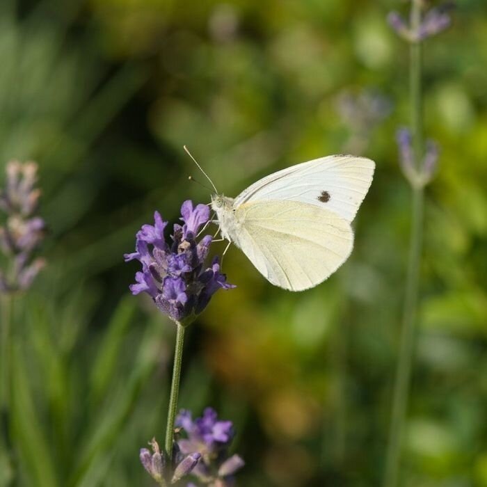 Lavendel | Lavandula angustifolia 'Hidcote Blue' P9