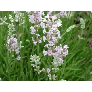 Lavendel 'Edelweiß' P9