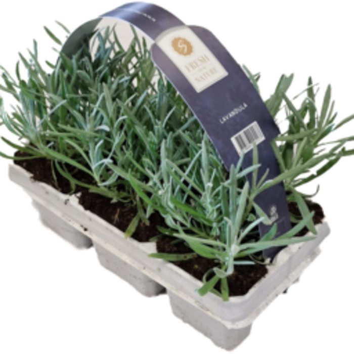 Lavendel Felice® | Lavandula angustifolia Fresh from Nature