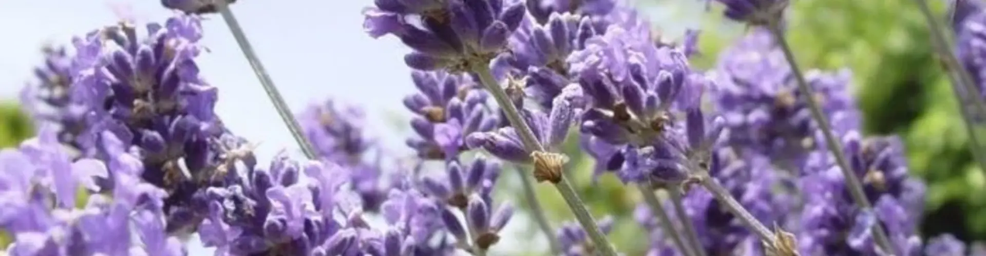 Lavendel umpflanzen: Ist das möglich?