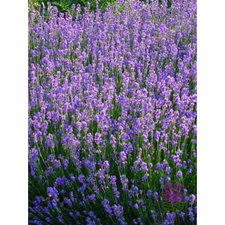 Lavandula angustifolia 'Munstead' p9