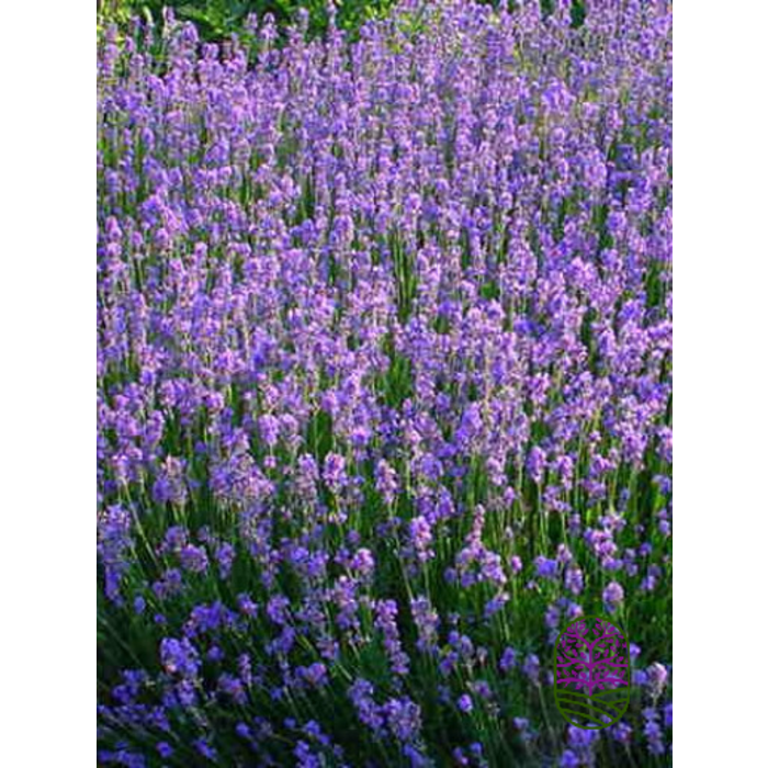 Lavandula angustifolia 'Munstead' p9
