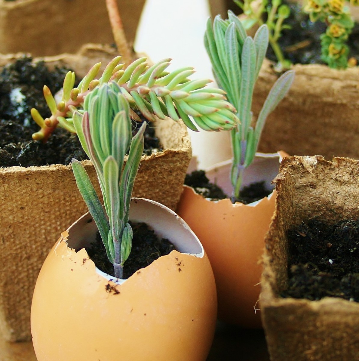 saatgut maier Samen Maier Salbei