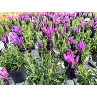 Lavendel Stoechas| Schopflavendel Bella Toscana P10