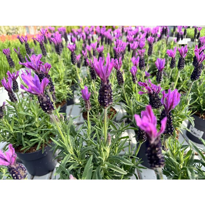 Lavendel Stoechas| Schopflavendel Bella Toscana P12
