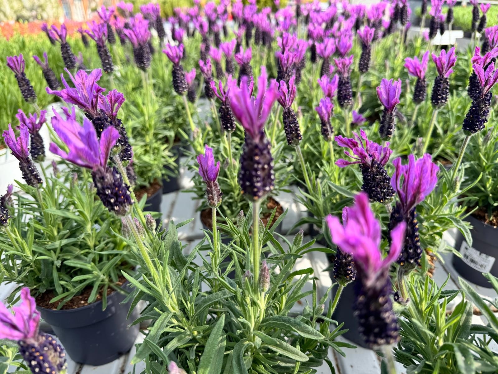 Lavendel Stoechas| Schopflavendel Bella Toscana P10